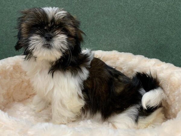 Shih Tzu-DOG-Female-Black & Tan-8676-Petland San Antonio, TX