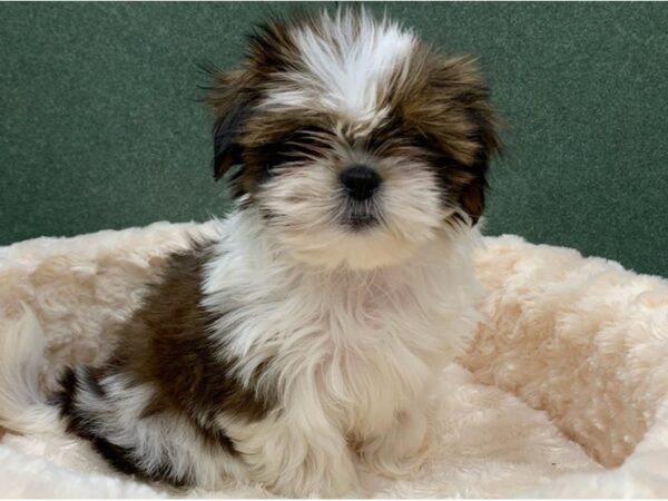Shih Tzu-DOG-Female-Red & White-8677-Petland San Antonio, TX