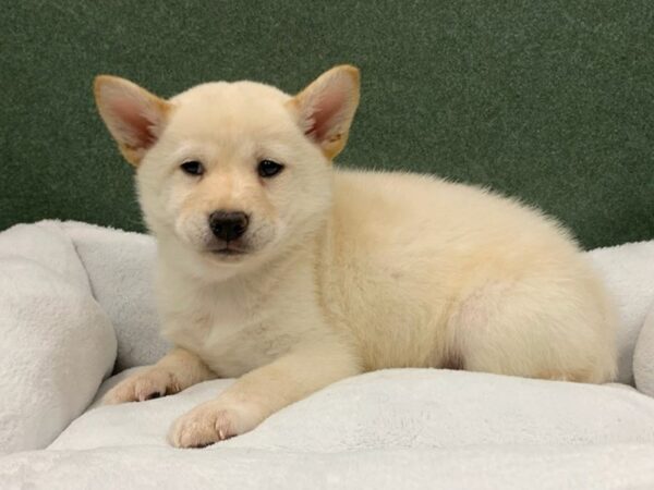 Shiba Inu DOG Male Cream 8678 Petland San Antonio, TX