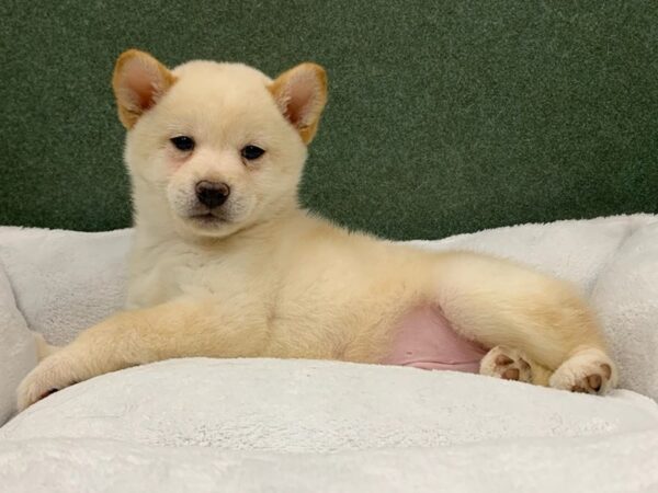 Shiba Inu DOG Male Cream 8679 Petland San Antonio, TX