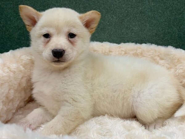 Shiba Inu DOG Female Cream 8680 Petland San Antonio, TX