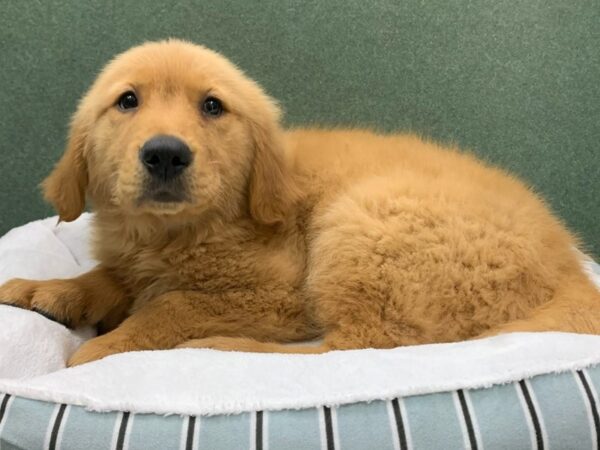 Golden Retriever DOG Male Golden 8681 Petland San Antonio, TX