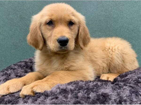Golden Retriever-DOG-Female-Golden-8682-Petland San Antonio, TX