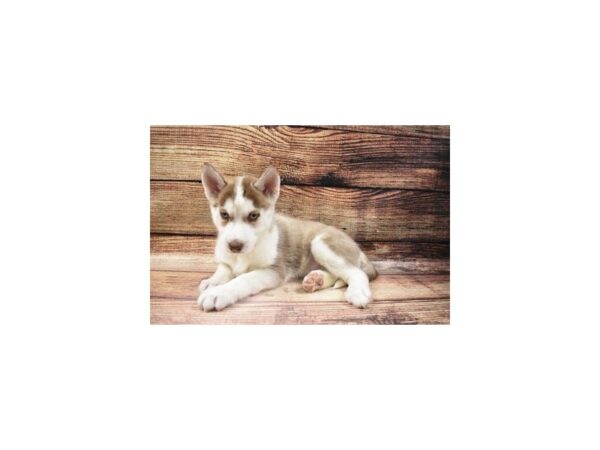 Siberian Husky DOG Female Red and White 5583 Petland San Antonio, TX