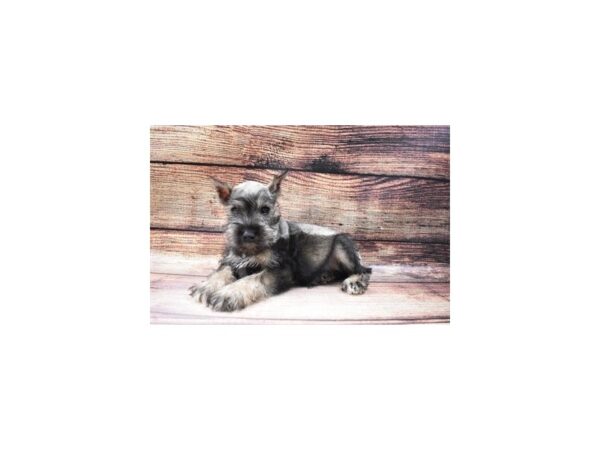 Miniature Schnauzer-DOG-Male-Salt and Pepper-5579-Petland San Antonio, TX