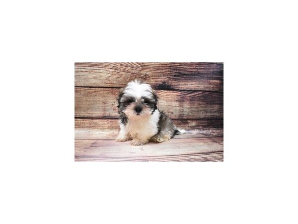 Shih Tzu DOG Male Brindle and White 5582 Petland San Antonio, TX