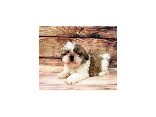 Shih Tzu-DOG-Male-Gold and White-5581-Petland San Antonio, TX