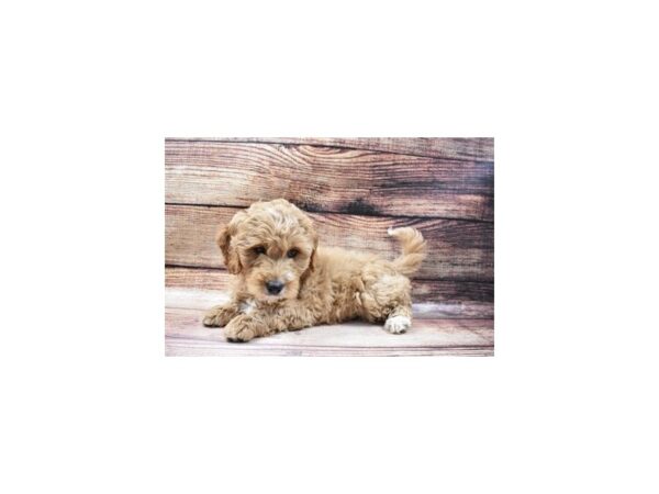 Mini Goldendoodle-DOG-Female-Golden-5578-Petland San Antonio, TX