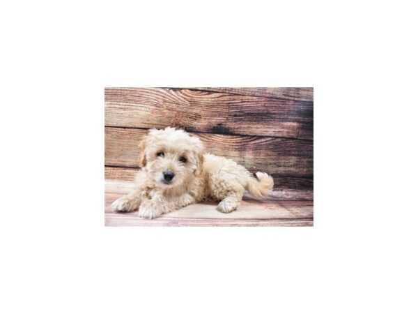 Mini Goldendoodle DOG Female Golden 5577 Petland San Antonio, TX