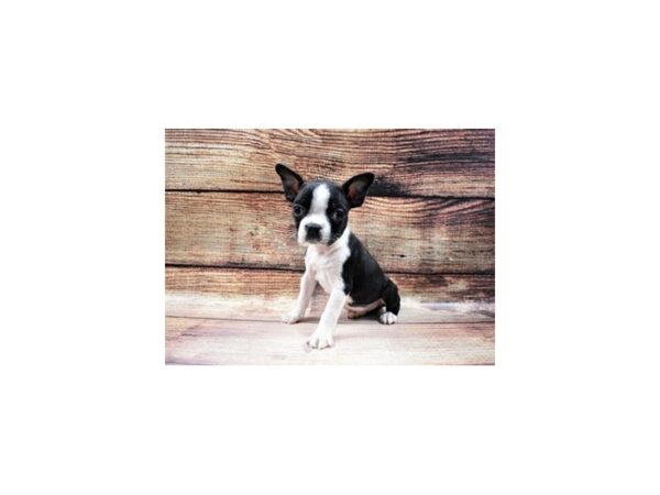 Boston Terrier-DOG-Female-Black and White-5576-Petland San Antonio, TX