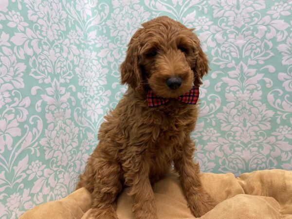 Goldendoodle-DOG-Male-rd-5590-Petland San Antonio, TX