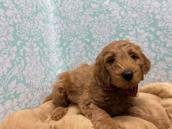 Goldendoodle-DOG-Male-rd-5589-Petland San Antonio, TX