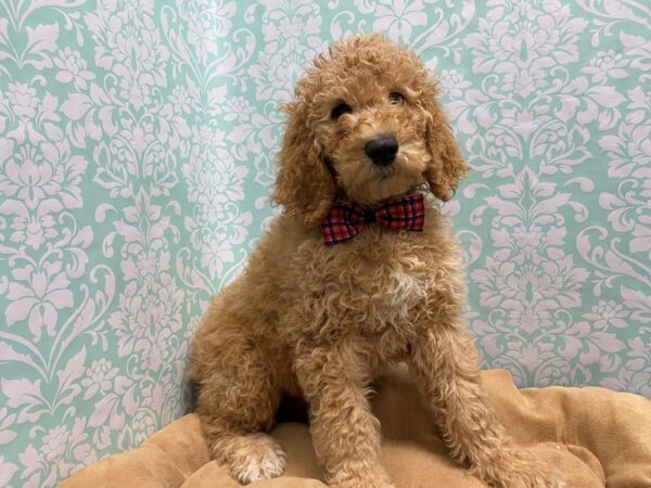 Standard Poodle DOG Male rd 5588 Petland San Antonio, TX