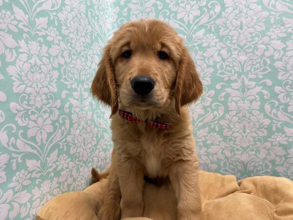 Golden Retriever DOG Male rd 5587 Petland San Antonio, TX