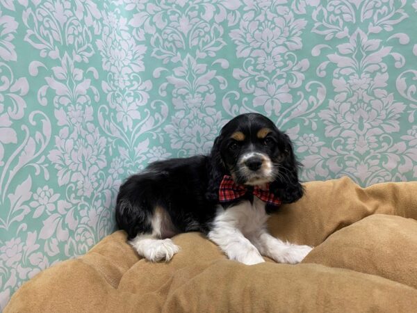 Cocker Spaniel DOG Male blk & tn parti 5585 Petland San Antonio, TX