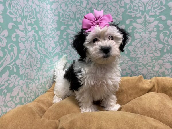 Shipoo DOG Female wh & blk prti 5586 Petland San Antonio, TX