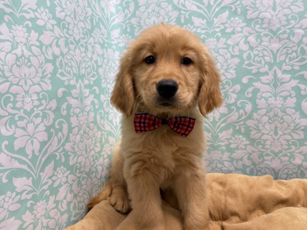 Golden Retriever DOG Male dk gldn 5584 Petland San Antonio, TX