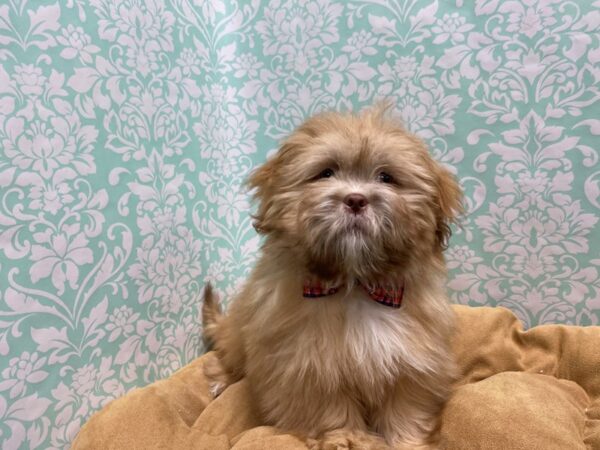 Lhasa Apso DOG Male Liver 5519 Petland San Antonio, TX