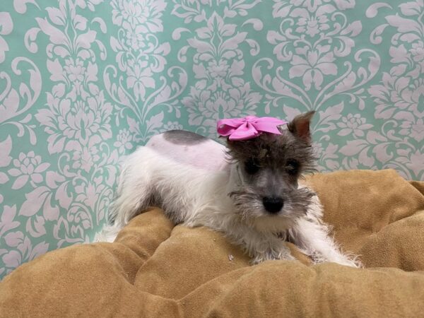 Miniature Schnauzer-DOG-Female-Salt and Pepper-5580-Petland San Antonio, TX