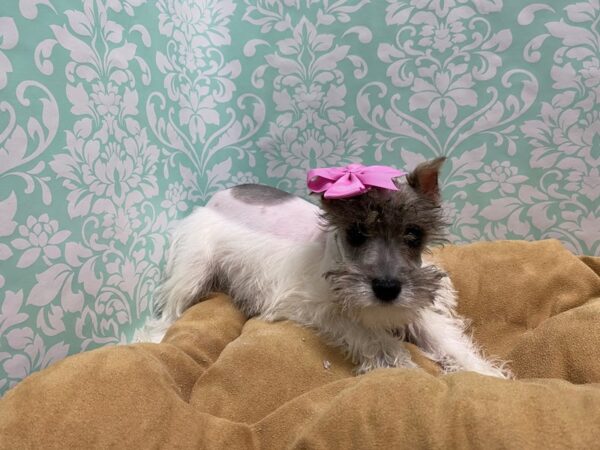 Miniature Schnauzer DOG Female Salt and Pepper 5580 Petland San Antonio, TX