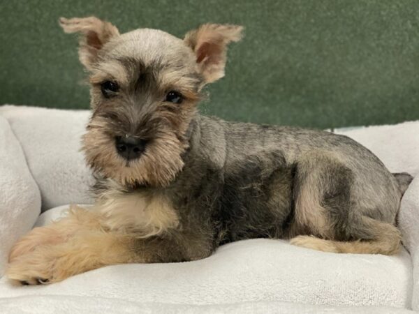 Miniature Schnauzer DOG Female Salt and Pepper 8683 Petland San Antonio, TX