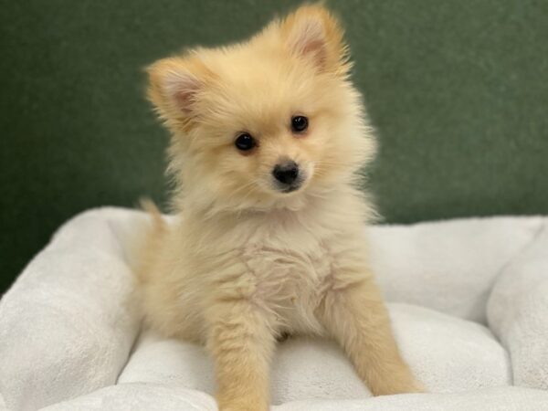 Pomeranian DOG Male Cream 8684 Petland San Antonio, TX