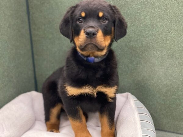 Rottweiler DOG Male Black and Mahogany 8685 Petland San Antonio, TX