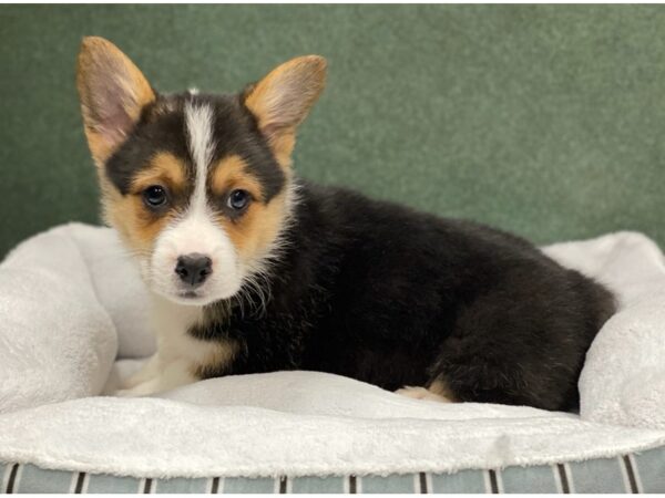 Pembroke Welsh Corgi DOG Male Black White & Tan 8686 Petland San Antonio, TX