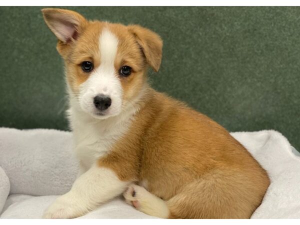 Pembroke Welsh Corgi DOG Female Red & White 8687 Petland San Antonio, TX