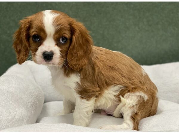 Cavalier King Charles Spaniel DOG Male Blenheim 8689 Petland San Antonio, TX