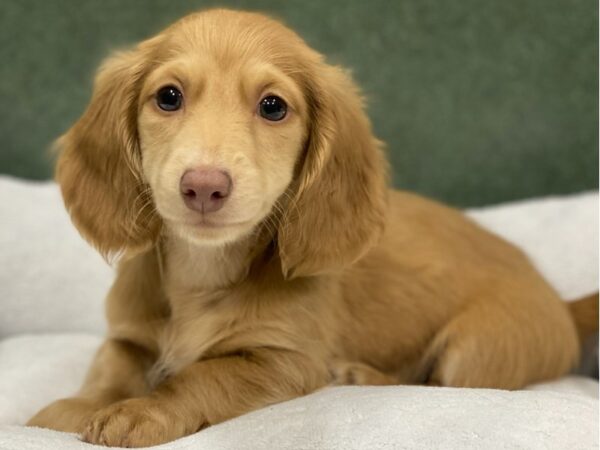 Dachshund DOG Male Cream 8690 Petland San Antonio, TX