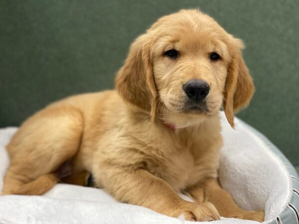 Golden Retriever DOG Female Golden 8692 Petland San Antonio, TX