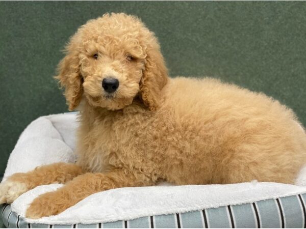 Standard Poodle DOG Male Apricot 8693 Petland San Antonio, TX