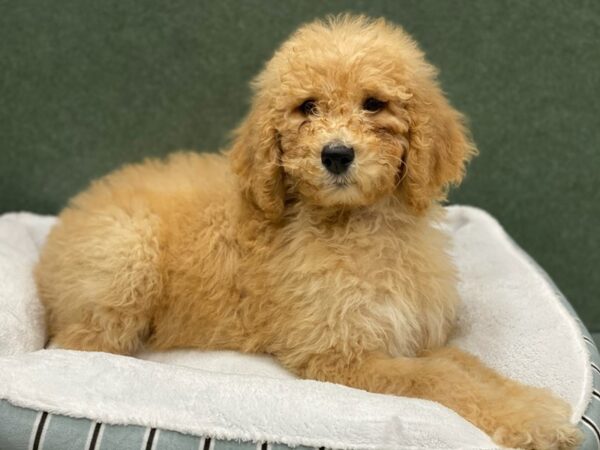 Standard Poodle DOG Female Apricot 8694 Petland San Antonio, TX