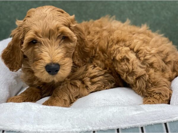 Goldendoodle-DOG-Male-Golden-8695-Petland San Antonio, TX