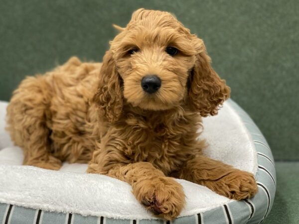 Goldendoodle DOG Female Golden 8696 Petland San Antonio, TX