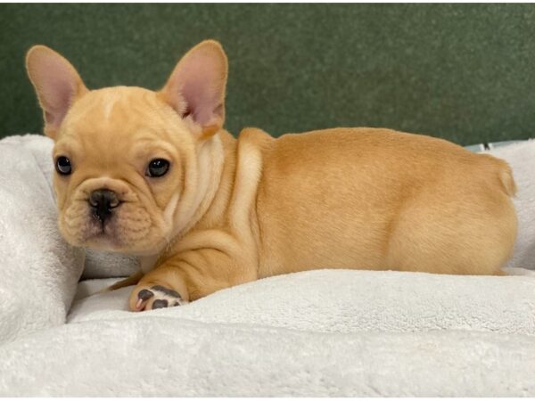 French Bulldog DOG Male Cream 8697 Petland San Antonio, TX