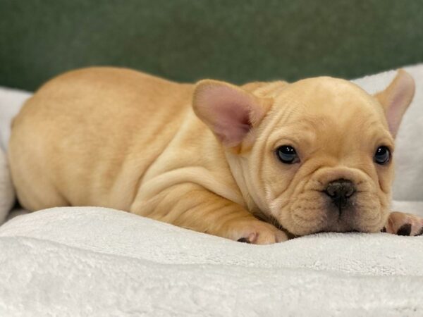 French Bulldog-DOG-Male-Cream-8698-Petland San Antonio, TX
