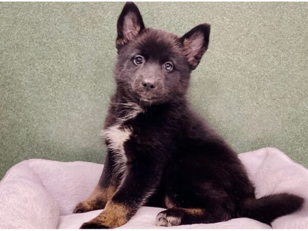 Pomsky DOG Female Black White & Tan 8700 Petland San Antonio, TX