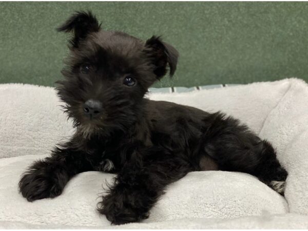 Miniature Schnauzer DOG Male Black 8701 Petland San Antonio, TX