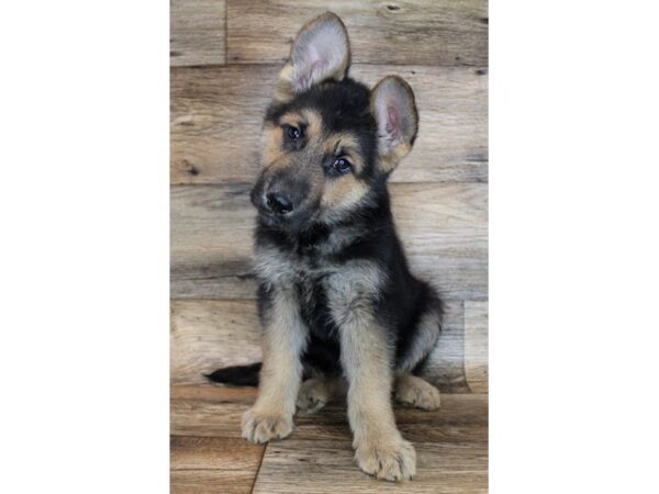 German Shepherd DOG Male Black & Tan 8688 Petland San Antonio, TX