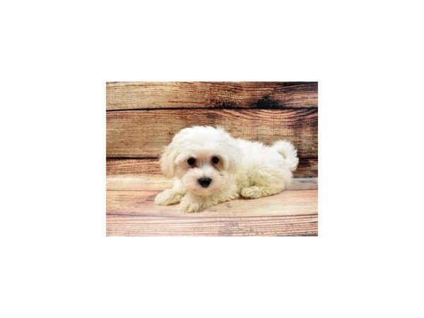 Coton De Tulear DOG Male White 5592 Petland San Antonio, TX