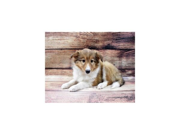 Shetland Sheepdog DOG Female Sable and White 5594 Petland San Antonio, TX