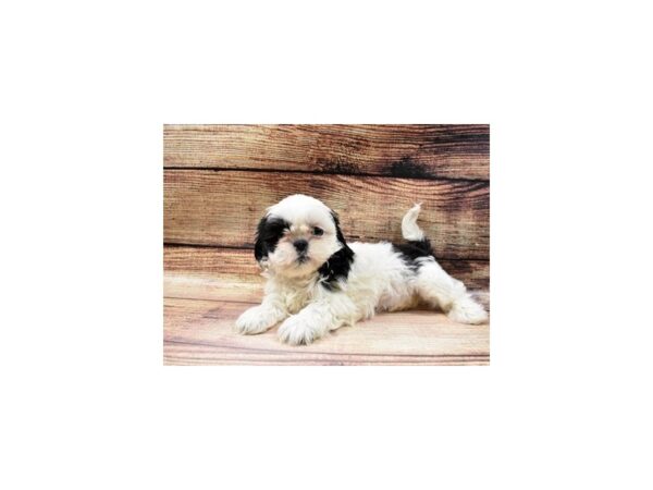 Shih Tzu DOG Female Black and White 5595 Petland San Antonio, TX