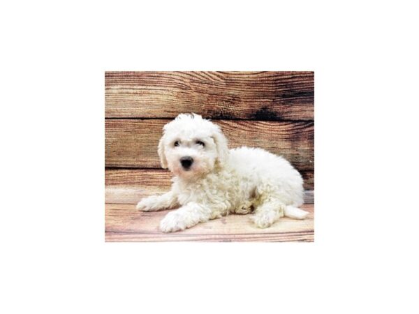 Teddy Bear-DOG-Male-White-5596-Petland San Antonio, TX