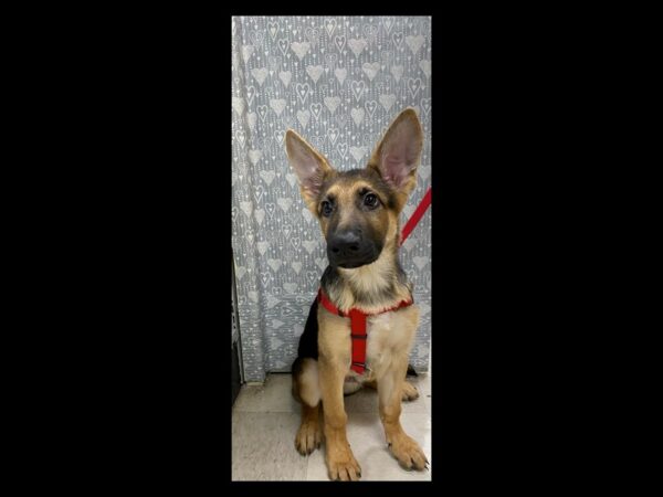German Shepherd-DOG-Male-blk & tn-5492-Petland San Antonio, TX