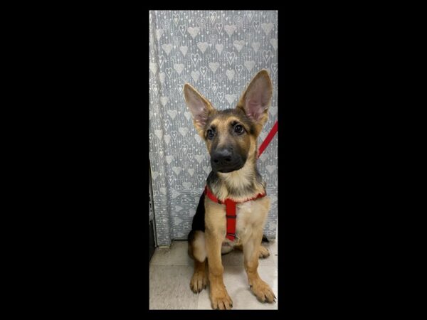 German Shepherd DOG Male blk & tn 5492 Petland San Antonio, TX