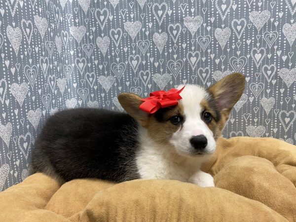 Pembroke Welsh Corgi DOG Female blk & tn 5598 Petland San Antonio, TX