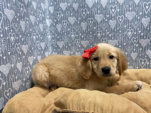 Golden Retriever DOG Female gldn 5599 Petland San Antonio, TX