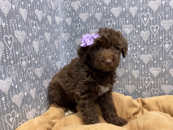 Mini Aussie Doodle DOG Female chlt 5601 Petland San Antonio, TX